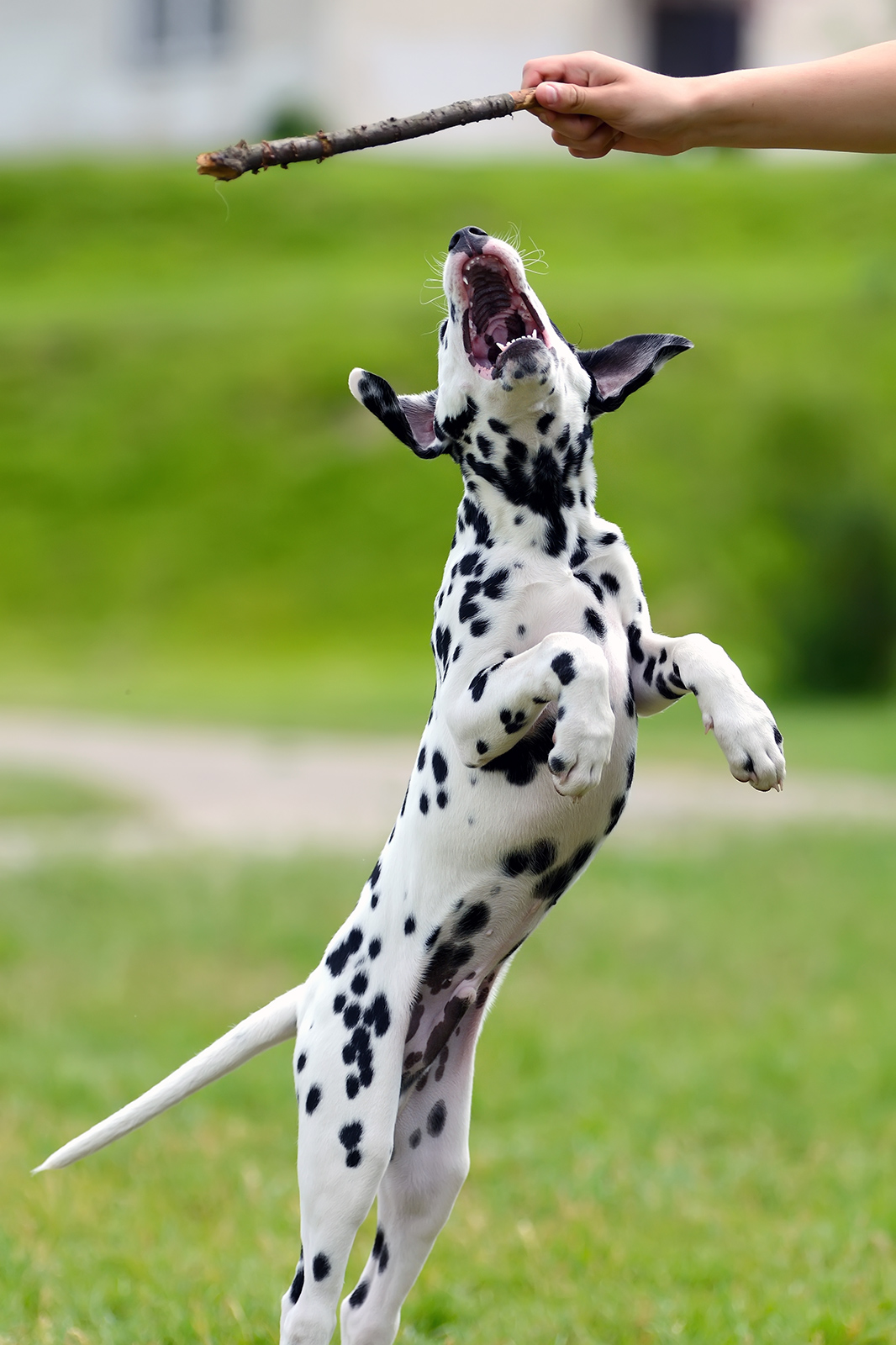 dalmatian-dog-outdoors-in-summer-PRZEDG4.jpg